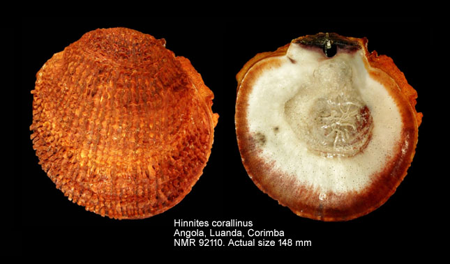 Hinnites corallinus.jpg - Hinnites corallinus (G.B.Sowerby,1827)